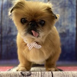 Fur de Leash Mobile Pet Spa