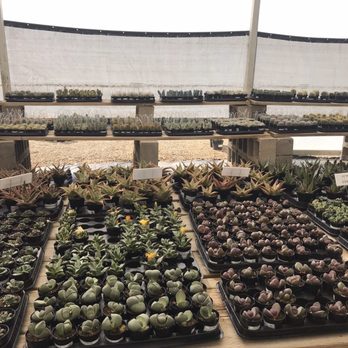 Oasis Water Efficient Gardens - 2.5 inch succulents - Nurseries & Gardening Near Me - Escondido, California