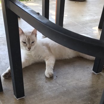 The Vineyard at Florence - Friendly feral kitty - Wineries Near Me - Florence, Texas