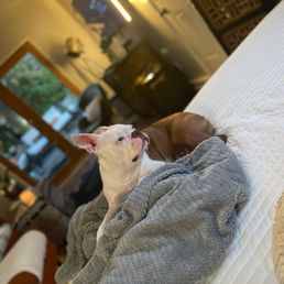 Dog Dog