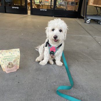 Home Goods - Happy little Maltipoo girl! - Home Decor Near Me - Poway, California