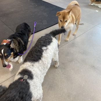Sol Dog Lodge and Training Center - Monkey - Pet Training Near Me - Marana, Arizona Sol Dog Lodge and Training Center - Monkey - Pet Training Near Me - Marana, Arizona