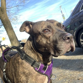 All Seasons Dog Walking - Thena in Greenwood - Dog Walkers Near Me - Brooklyn, New York
