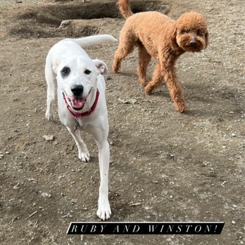 Glencadia Dog Camp - Ruby is Instagram famous, as she made it to the Glencadia IG stories! - Pet Boarding Near Me - New York, New York Glencadia Dog Camp - Ruby is Instagram famous, as she made it to the Glencadia IG stories! - Pet Boarding Near Me - New York, New York