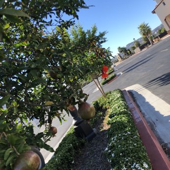 Outlets at San Clemente - Pomegranate trees - Outlet Stores Near Me - San Clemente, California Outlets at San Clemente - Pomegranate trees - Outlet Stores Near Me - San Clemente, California