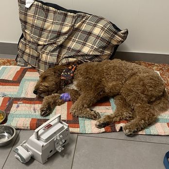 VEG ER for Pets - Chilling after a breathing treatment - Emergency Pet Hospital Near Me - Overland Park, Kansas VEG ER for Pets - Chilling after a breathing treatment - Emergency Pet Hospital Near Me - Overland Park, Kansas