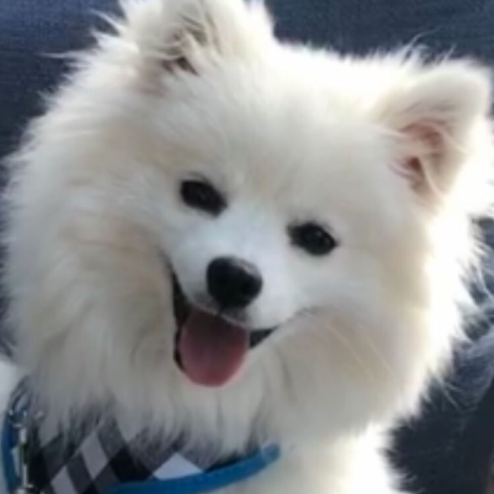 At A Pooch's Pace Dog Training Orange County - Pet Training Near Me - Trabuco Canyon, California