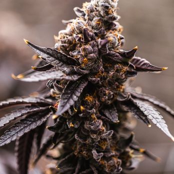 Bulldog Cannabis - Cannabis Dispensaries Near Me - Thousand Palms, California Bulldog Cannabis - Cannabis Dispensaries Near Me - Thousand Palms, California