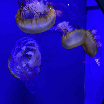 Shedd Aquarium - Aquariums Near Me - Chicago, Illinois