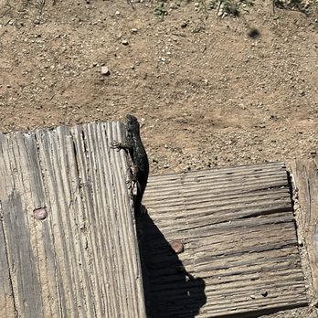 Steep Canyon Trailhead - Lizard at the Trail. Its alot of wildlife - Hiking Near Me - Diamond Bar, California