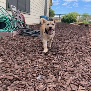Two Hearts Adventure Dog Ranch - Pet Boarding Near Me - Queen Creek, Arizona Two Hearts Adventure Dog Ranch - Pet Boarding Near Me - Queen Creek, Arizona