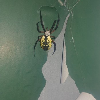 Simply Pest Solutions - Here is a beautiful garden spider - Pest Control Near Me Simply Pest Solutions - Here is a beautiful garden spider - Pest Control Near Me
