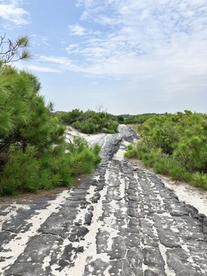Assateague Island National Seashore by null