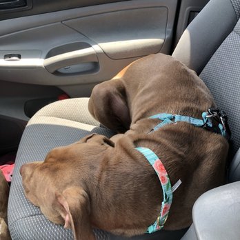Petco - She fell asleep and started snoring. She looks beautiful in her new harness and collar while staying safe with her new seatbelt. - Pet Stores Near Me - Dacula, Georgia