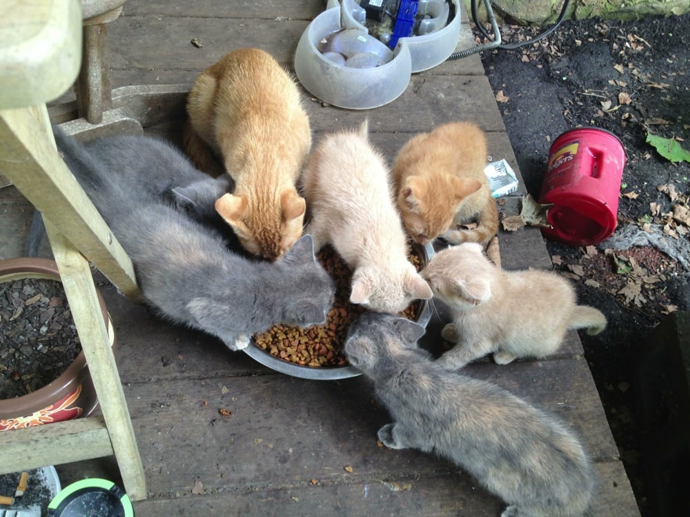 THE ZOO Updated September 2024 Richland Dr, Elkwood, Virginia