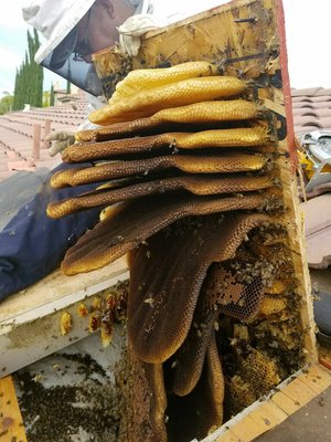 Bee and Hive Removal From Roof - This project was pretty typical of what we find. The customer had reported bees hovering at the eave at the roofline. We carefully removed a small section of roofing to gain access to the bees and their hive. As expected, they were right underneath the plywood section. After the LIVE removal was completed, we put everything back together so it's good as new! Look how beautiful that hive is. These were some busy bees! Bee and Hive Removal From Roof - This project was pretty typical of what we find. The customer had reported bees hovering at the eave at the roofline. We carefully removed a small section of roofing to gain access to the bees and their hive. As expected, they were right underneath the plywood section. After the LIVE removal was completed, we put everything back together so it's good as new! Look how beautiful that hive is. These were some busy bees!