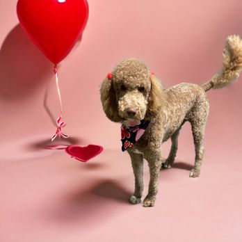 Jo's Bubble Paws - Valentines ready - Pet Groomers Near Me Jo's Bubble Paws - Valentines ready - Pet Groomers Near Me