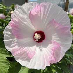 Valley Nursery - A Hibiscus flower! The flowers at this nursery are absolutely gorgeous and their plants are healthy!