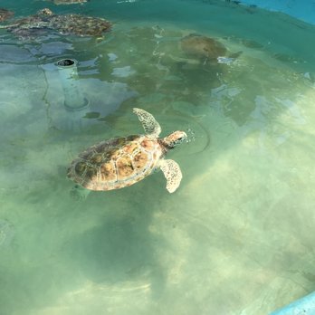 Tortuganja / Turtle Farm - Parks Near Me - Quintana Roo, ROO