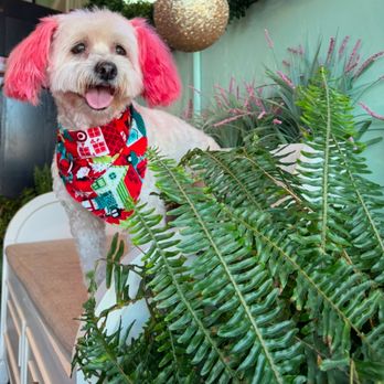 Isela's Pet Grooming - Pet Groomers Near Me - Whittier, California Isela's Pet Grooming - Pet Groomers Near Me - Whittier, California