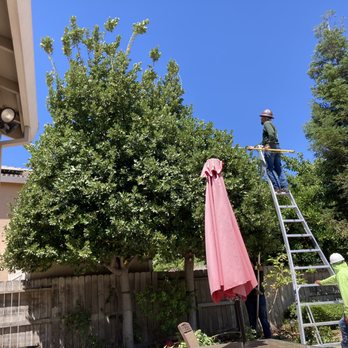 Urban Tree Care - Working hard - Tree Services Near Me Urban Tree Care - Working hard - Tree Services Near Me