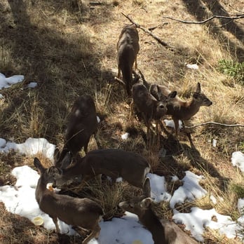 Whispering Pine Cabins - Hotels Near Me - Ruidoso, New Mexico