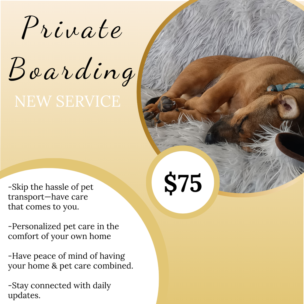 Zen Dog Home Image
