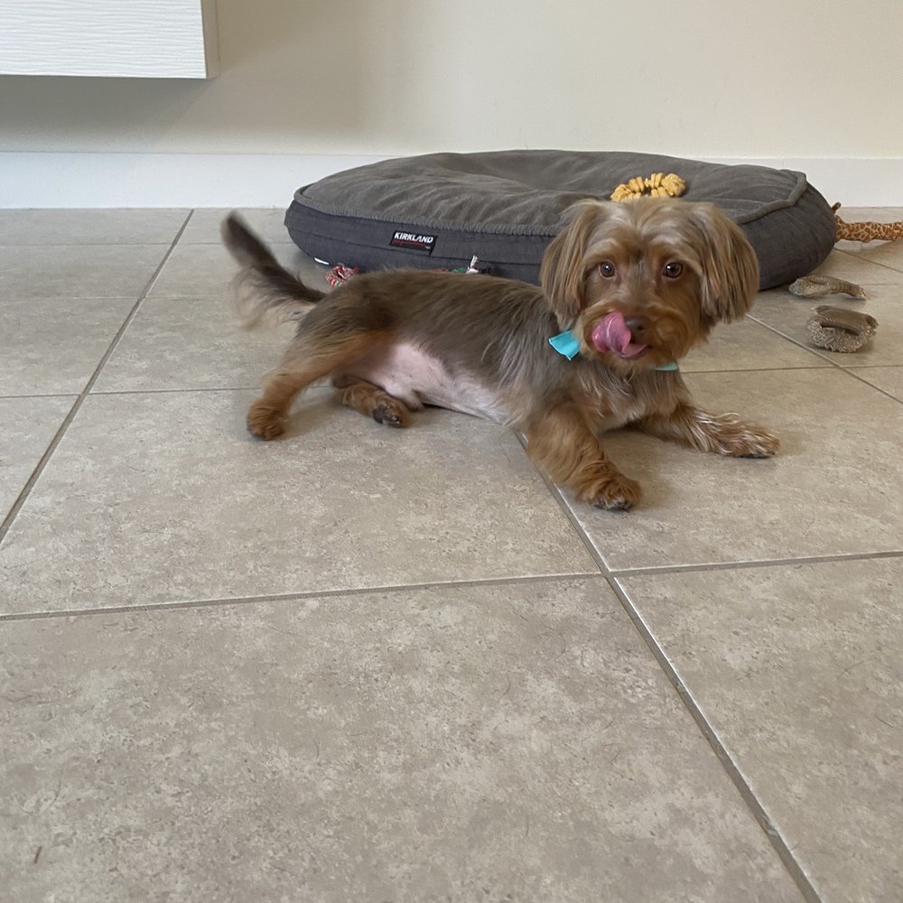 Huggies Pet Grooming - Groomed and ready for a snack. - Pet Groomers Near Me - Hollywood, Florida