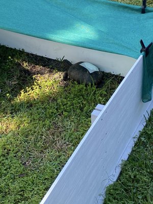 Georgia Sea Turtle Center by null