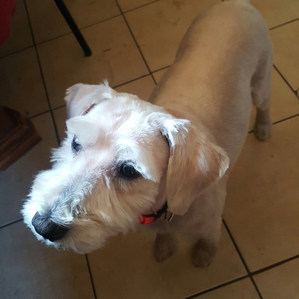 Resa's K-9 Salon - They didn't even leave a mustache really. He almost looks like a naked greyhound. - Pet Groomers Near Me - Lubbock, Texas Resa's K-9 Salon - They didn't even leave a mustache really. He almost looks like a naked greyhound. - Pet Groomers Near Me - Lubbock, Texas