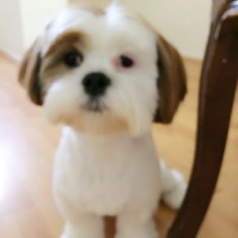 Kimi's K9 Kastle - Kimi is Amazing! Puppy Mocha looks so cute! - Pet Groomers Near Me - San Marino, California Kimi's K9 Kastle - Kimi is Amazing! Puppy Mocha looks so cute! - Pet Groomers Near Me - San Marino, California