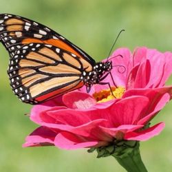Gardena Physical Therapy - Flower with butter
