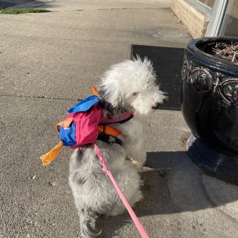 Found Chicago Boarding and Training Center - Stormy's first day at Found - Pet Training Near Me - Chicago, Illinois Found Chicago Boarding and Training Center - Stormy's first day at Found - Pet Training Near Me - Chicago, Illinois