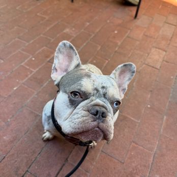 Matchless Frenchies - Someone wanted my beer... - Pet Breeders Near Me - Douglasville, Georgia