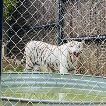 Austin Zoo - Zoos Near Me - Austin, Texas Austin Zoo - Zoos Near Me - Austin, Texas