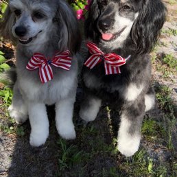 Paris Hilton eat your heart out!!! My girls rock at Christy's Grooming!! With finishing touches of patriotic bows and girly perfume! Paris Hilton eat your heart out!!! My girls rock at Christy's Grooming!! With finishing touches of patriotic bows and girly perfume!