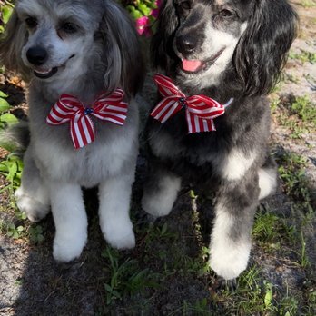 Cristy's Grooming - Paris Hilton eat your heart out!!! My girls rock at Christy's Grooming!! With finishing touches of patriotic bows and girly perfume! - Pet Groomers Near Me - Melbourne, Florida Cristy's Grooming - Paris Hilton eat your heart out!!! My girls rock at Christy's Grooming!! With finishing touches of patriotic bows and girly perfume! - Pet Groomers Near Me - Melbourne, Florida