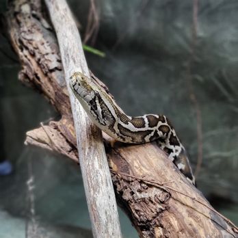 Reptilia - Zoos Near Me - Whitby, Ontario