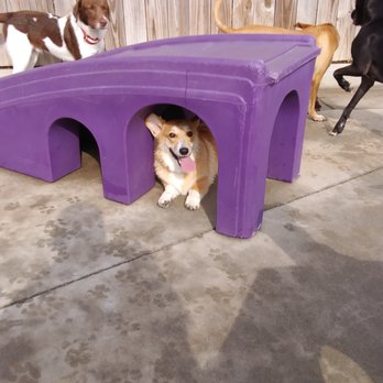 Happy Paws Pet Camp - Pet Training Near Me - Smyrna, Georgia