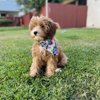 Dog Apawthecary  - Winnie right after grooming appt. - Pet Groomers Near Me - Los Angeles, California