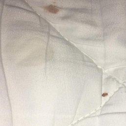 Bed bug. Disgusting stains!