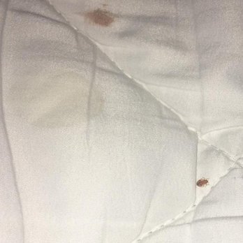 Super 8 by Wyndham Ashland - Bed bug. Disgusting stains! - Hotels Near Me - Ashland, Ohio