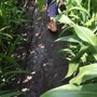 Photo of Blotevoetenpad Gouwe Voeten