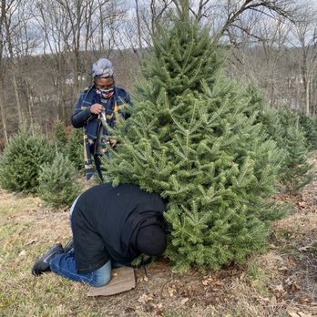 Sitko Tree Farm - Christmas Trees Near Me - Pottstown, Pennsylvania