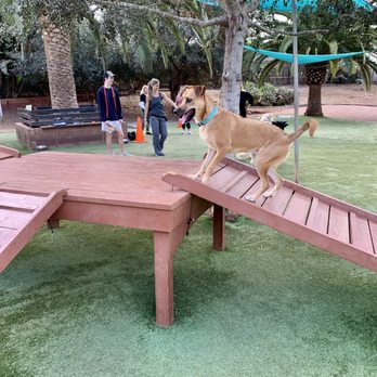 Dog Sense - Play Space at Woof Academy - Pet Training Near Me Dog Sense - Play Space at Woof Academy - Pet Training Near Me