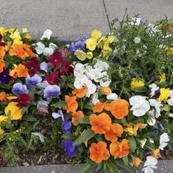 MOM's Organic Market - Very pretty flowers out front!