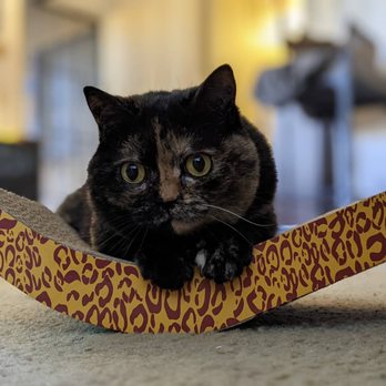 Tabby Manor - One of the photos Natasha sent me of my sweet girl - Pet Sitting Near Me