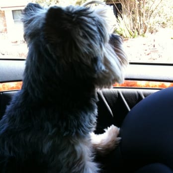 Pet Cuts - Did someone say cat? - Pet Groomers Near Me - San Marcos, California