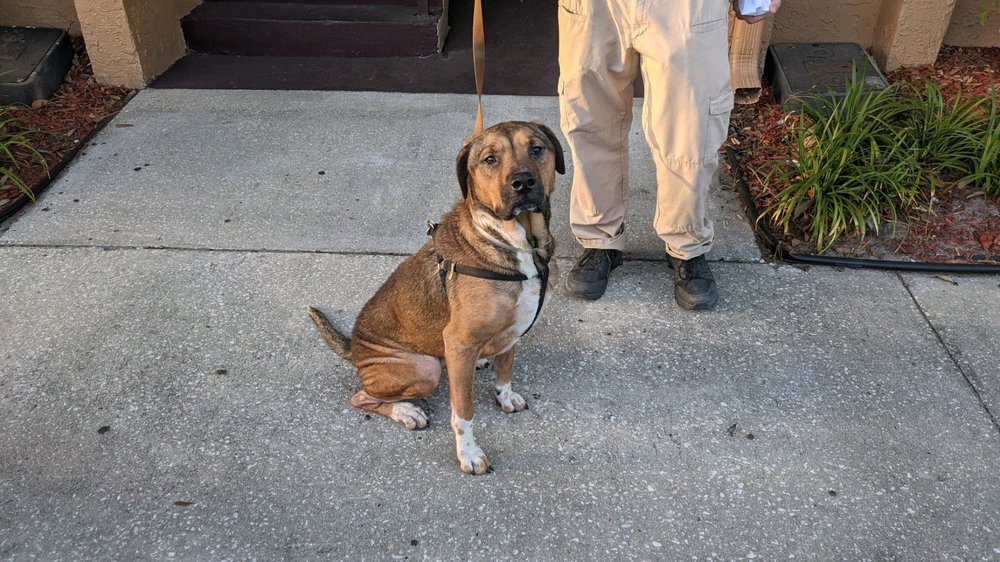 BREVARD COUNTY ANIMAL SERVICES AND ENFORCEMENT Updated September 2024