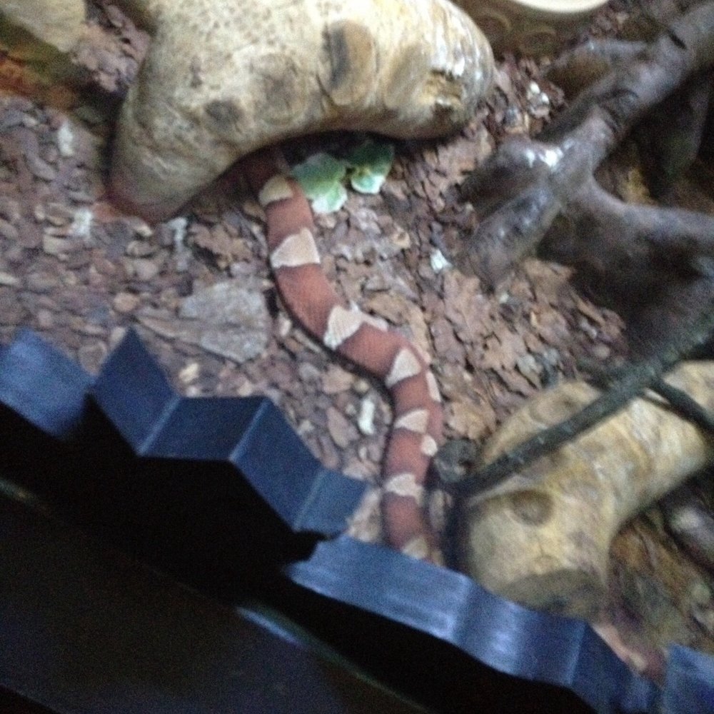 Blue Planet Aquarium - Aquariums Near Me - Ellesmere Port, CHE